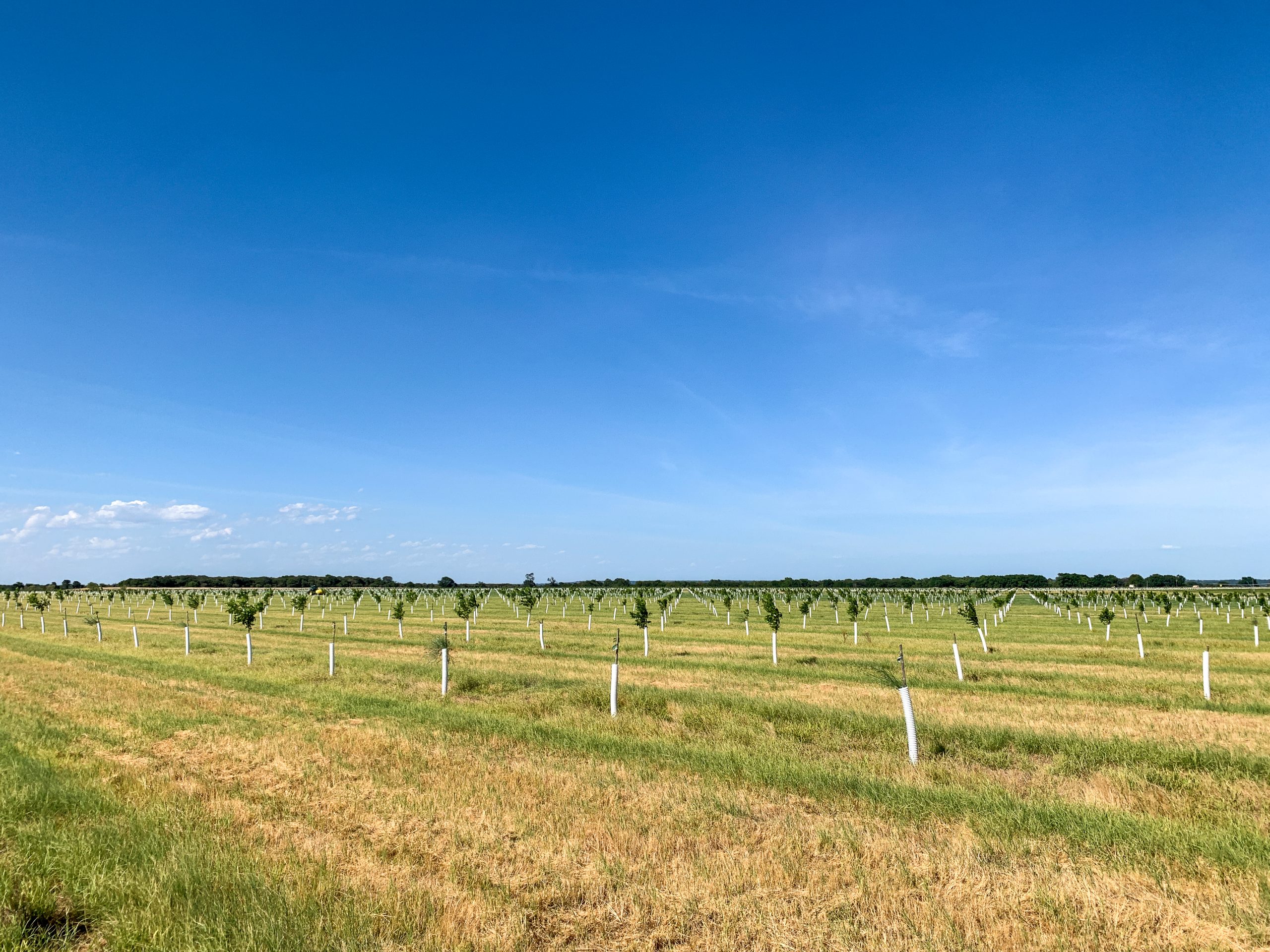 Rows of young pecan trees as far as the eye can see below a bright blue sky at Raptor Ag.