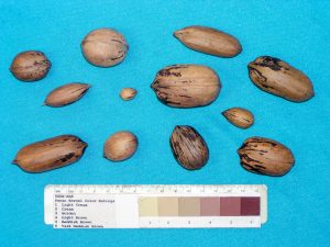 Various inshell pecans on display on a blue background with a color scale from light cream to dark brown. These pecans are part of the germplasm repository.