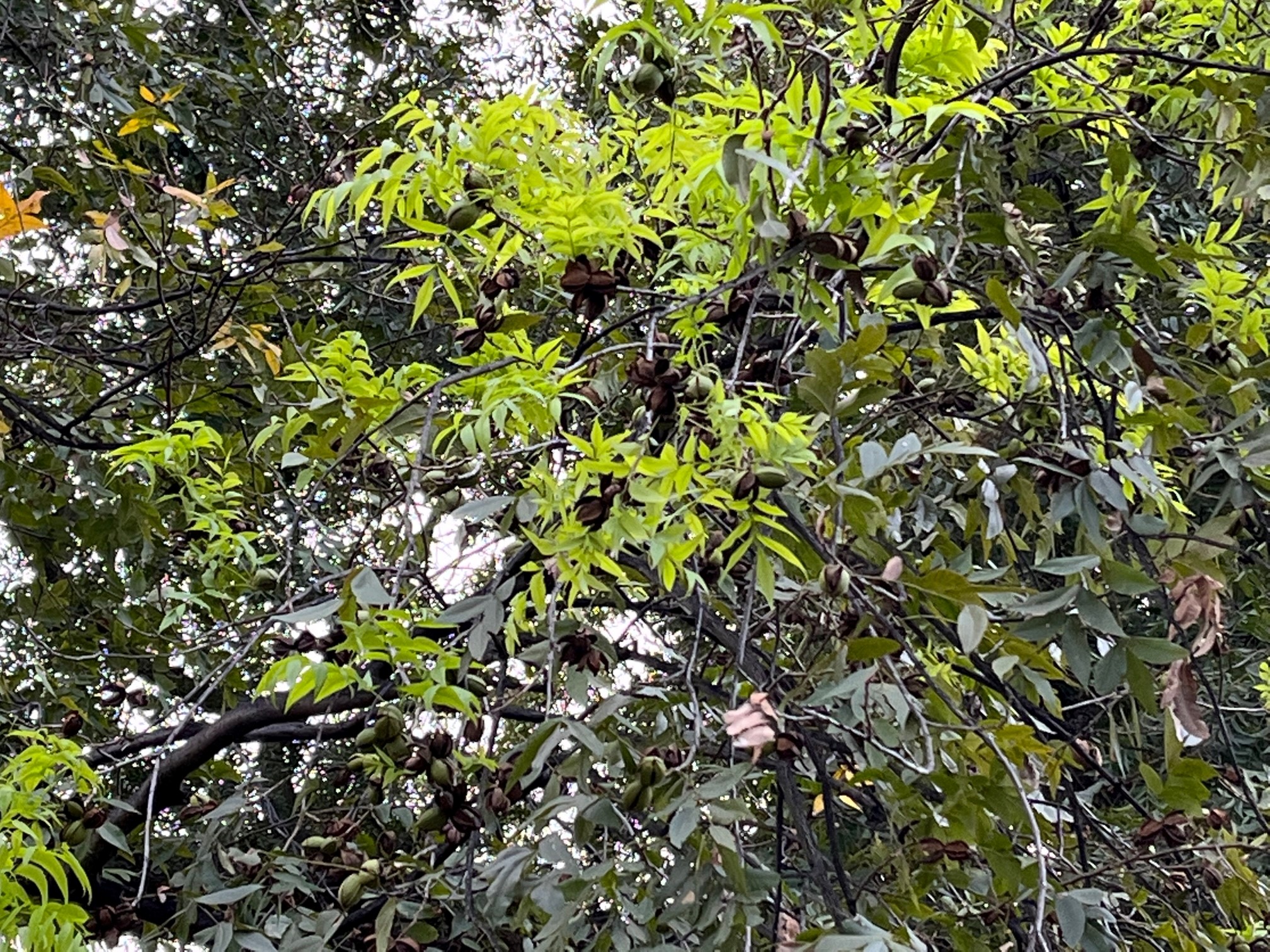 Bunches of bright green leaves grow amongst opening pecan shucks and dark, dying leaves.