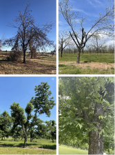 Four photos showing the progression of pecan tree canopy recovery after a spring ice storm. Canopy regrowth directly impacts the roots.