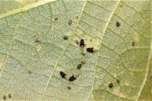 Little black bugs on a green leaf with yellow spots.