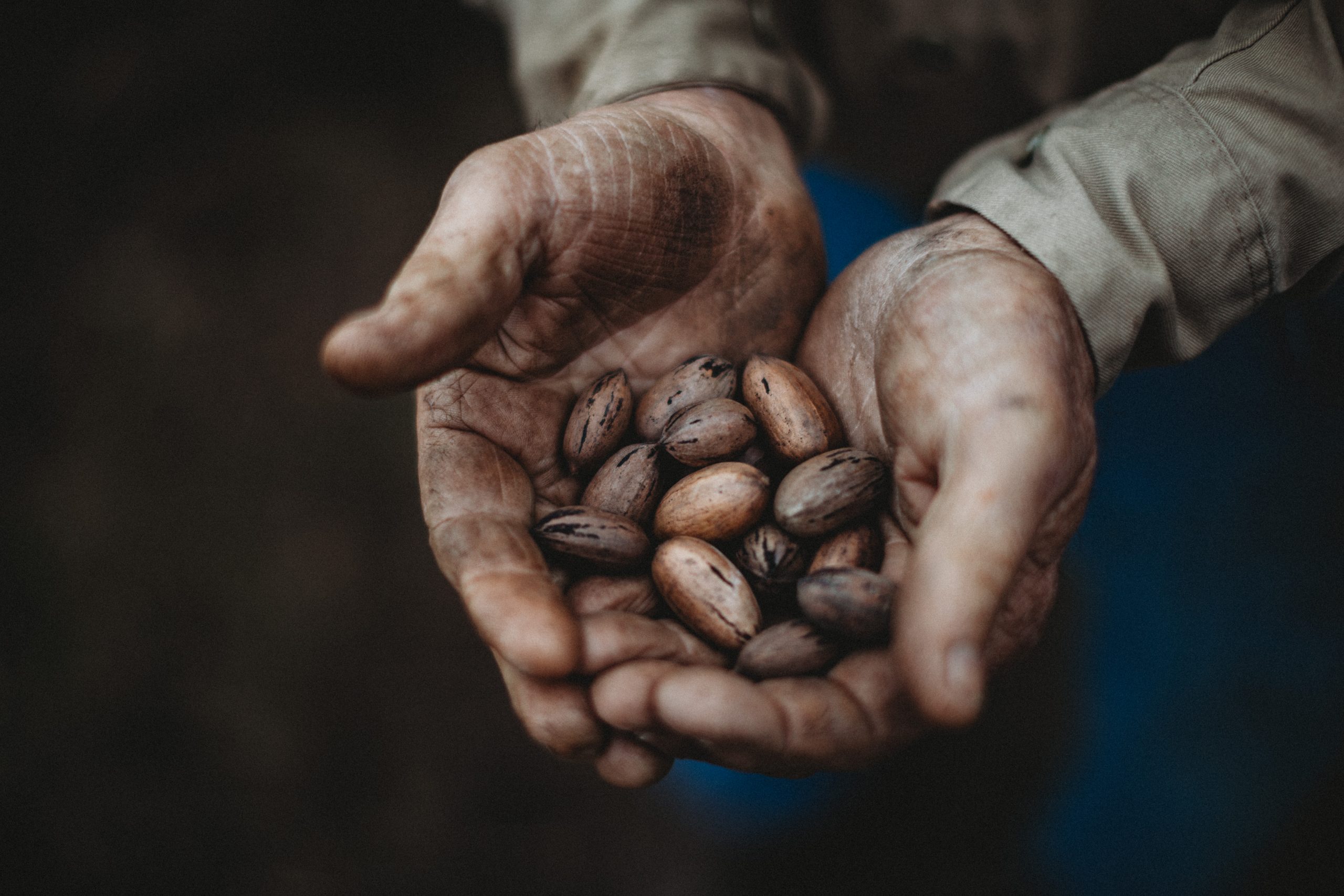 The image is a man's dirty hands after harvest holding a handful of inshell pecans.