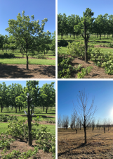 Four images showing the progression of a topworked seedling pecan tree from its first pruning to the current stage.