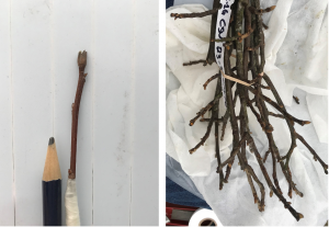 Left photo—a pencil held up next to a successful cleft graft. The branch is thinner than the pencil and showing buds. Right photo—A bundle of skinny scion woods.