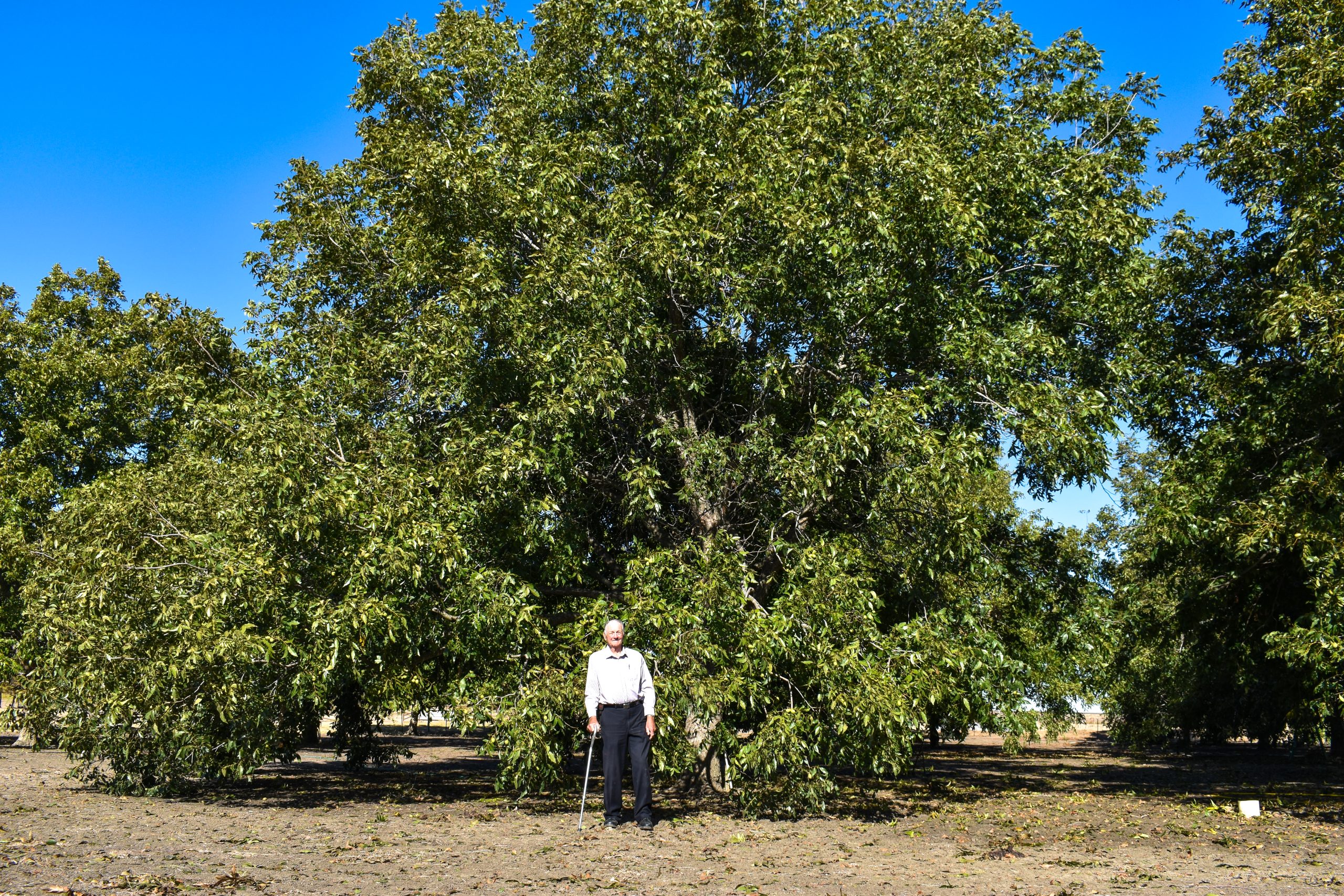 A man stands in front of a large pecan tree with a full green canopy.