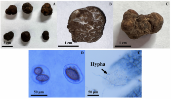 Five photos of a fungal fruitbody that looks somewhat like a pecan truffle—roundish and dark brown.