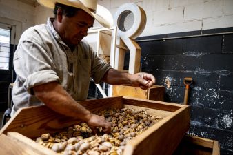 A man in a cowboy hat and button down work shirt sorts inshell and shelled pecans in a wooden pallet.