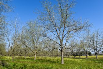 A photo of an orchard in early spring in Georgia. Mature pecan trees have bright, green buds on their branches and show signs of leaving dormancy.