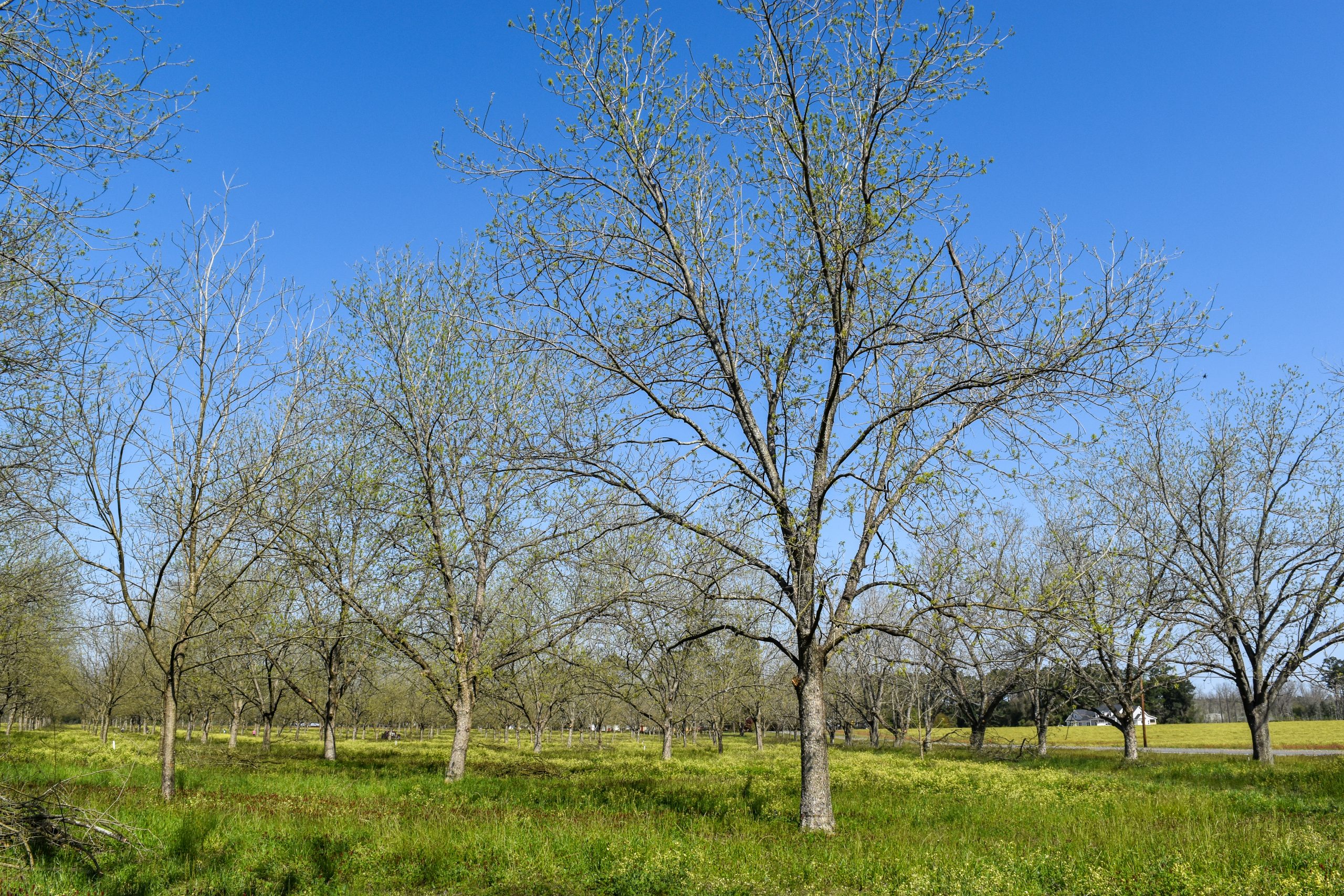 A photo of an orchard in early spring in Georgia. Mature pecan trees have bright, green buds on their branches and show signs of leaving dormancy.