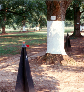 Black pyramidal traps sit between mature pecan trees in an orchard.