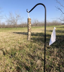 A lure to test for ambrosia beetles hangs from a black hook in a pecan orchard.