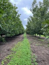 Two rows of mature pecan trees planted extremely close together at high-density in Argentina.