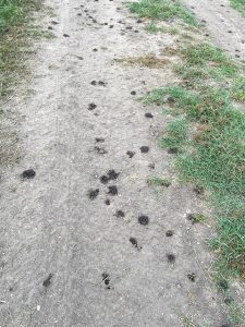 Little brown holes appear sporadically across a narrow dirt strip in a pecan orchard, signaling the presence of worms.