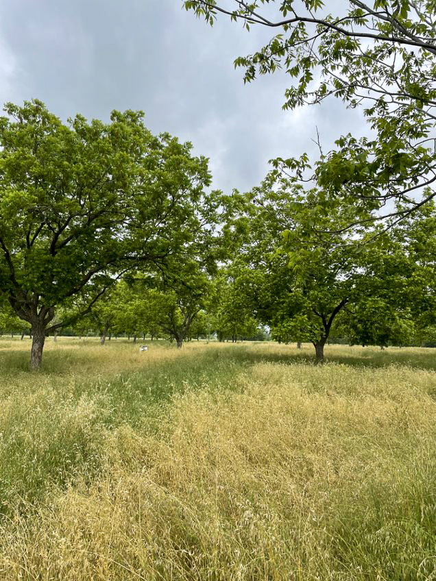 A variety of grasses and plant life grow between scattered pecan trees in this orchard.