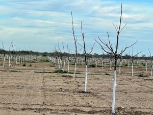 Young pecan trees in dormancy planted close together in a field with no cover crop.