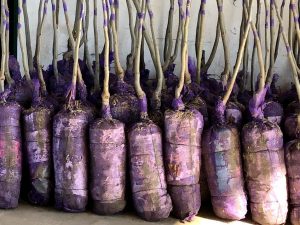 A bundle of nursery pecan trees with their roots wrapped in purple sacks.