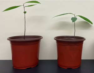 Two young pecan trees growing in red containers. Although they are the same age, the tree on the left (the one inoculated with truffle fungus) is taller than that on the right.