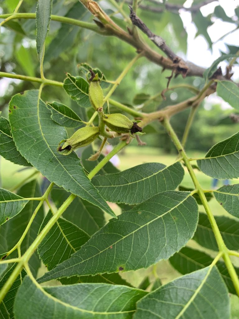 Around the Industry Oklahoma Pecan Growers Conference Pecan South