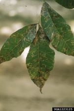 Damage on a leaf caused by an outbreak of leafminers.