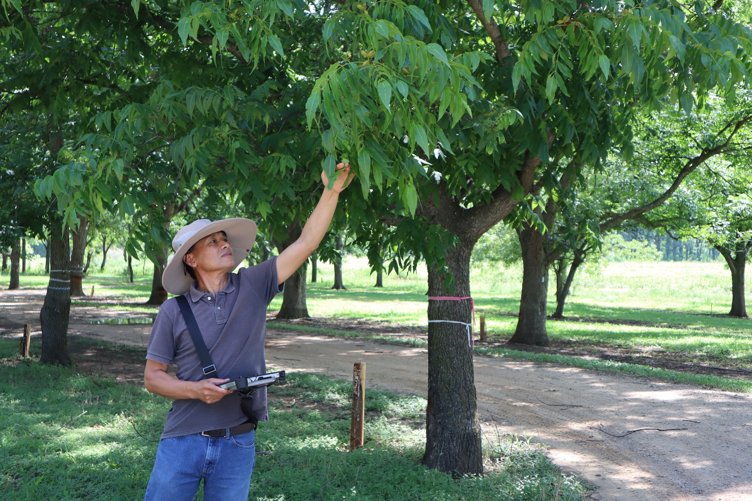 A person in a beige hat, blue polo shirt, and blue jeans pulls a branch on a pecan tree down closer to inspect the developing nut clusters.
