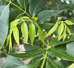 New leaves on a pecan tree.