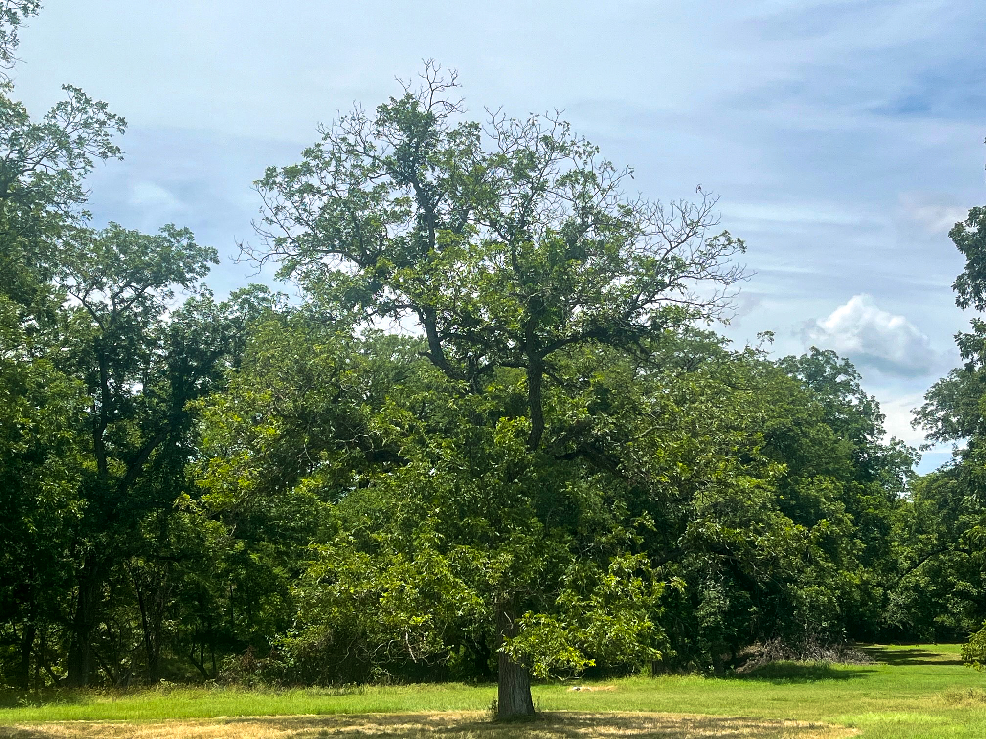 This mature pecan tree exhibits signs of stress as the extreme heat and drought continue this summer.