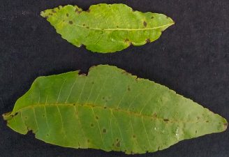 Pecan scab on leaves. (Photo by Dr. Young-Ki Jo)