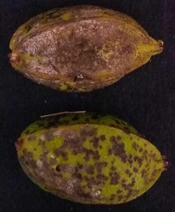 Two pecans still in their shucks covered in black and brown lesions, signaling a scab infection. 