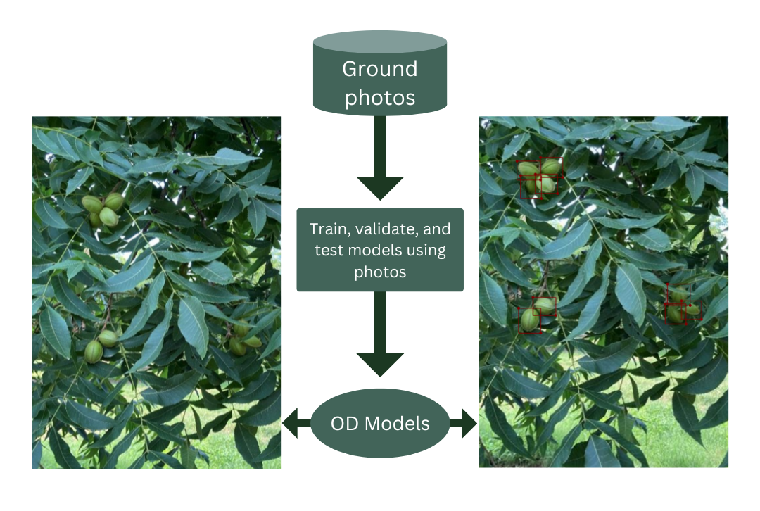 Dr. Zhang and her team at OSU are working to create Object Detection methods to develop nut thinning recommendations. This chart shows the process: ground photos, then train, validate and test models using photos, and then develop OD models.