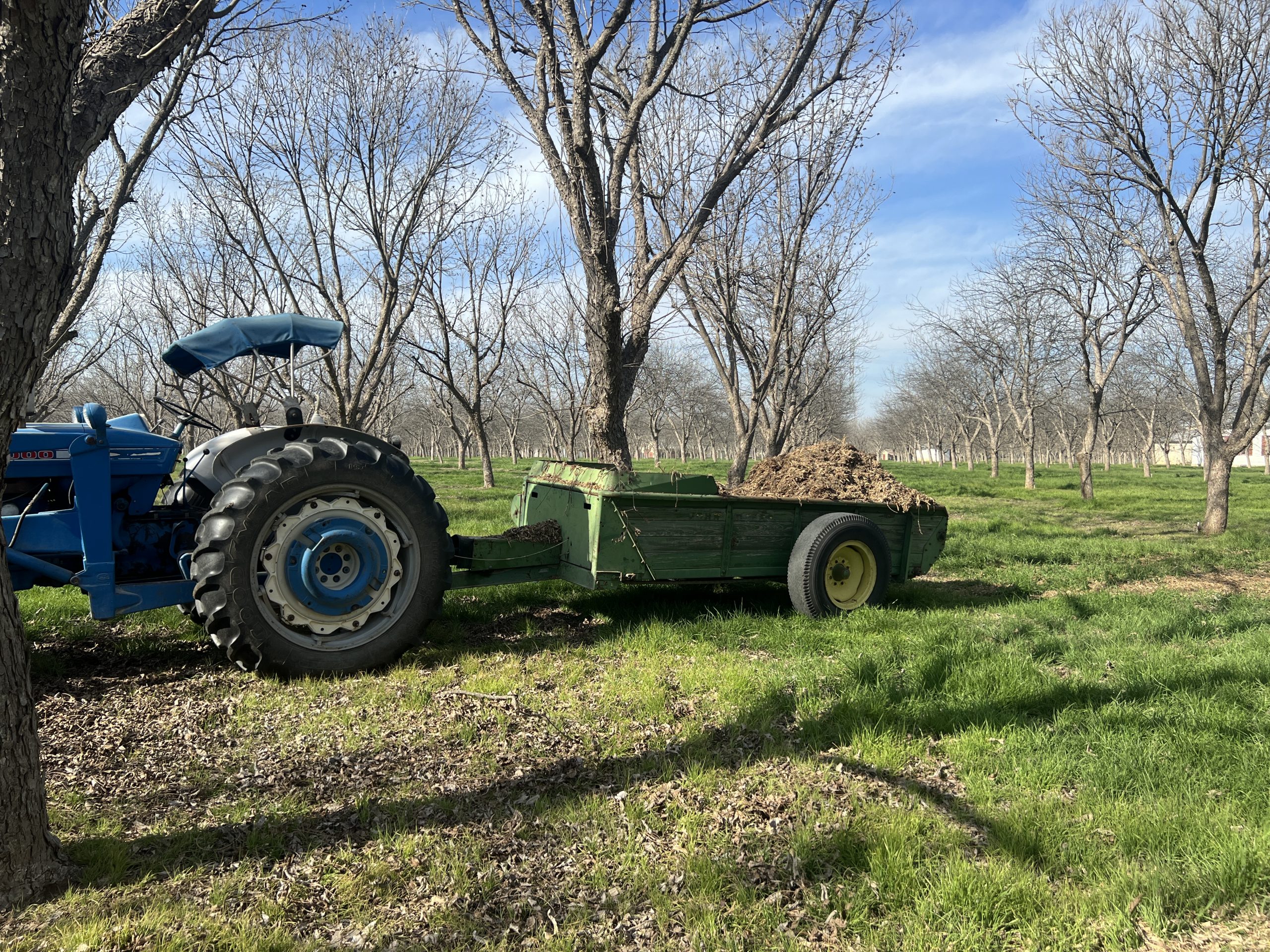 A blue tractor with a green trailer filled with mulch in a pecan orchard.