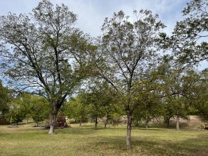Three pecan trees have thin canopies due to the drought and extreme heat this summer and into fall.