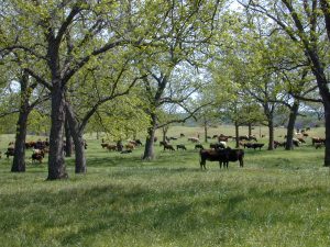 Cows graze in a native pecan grove.