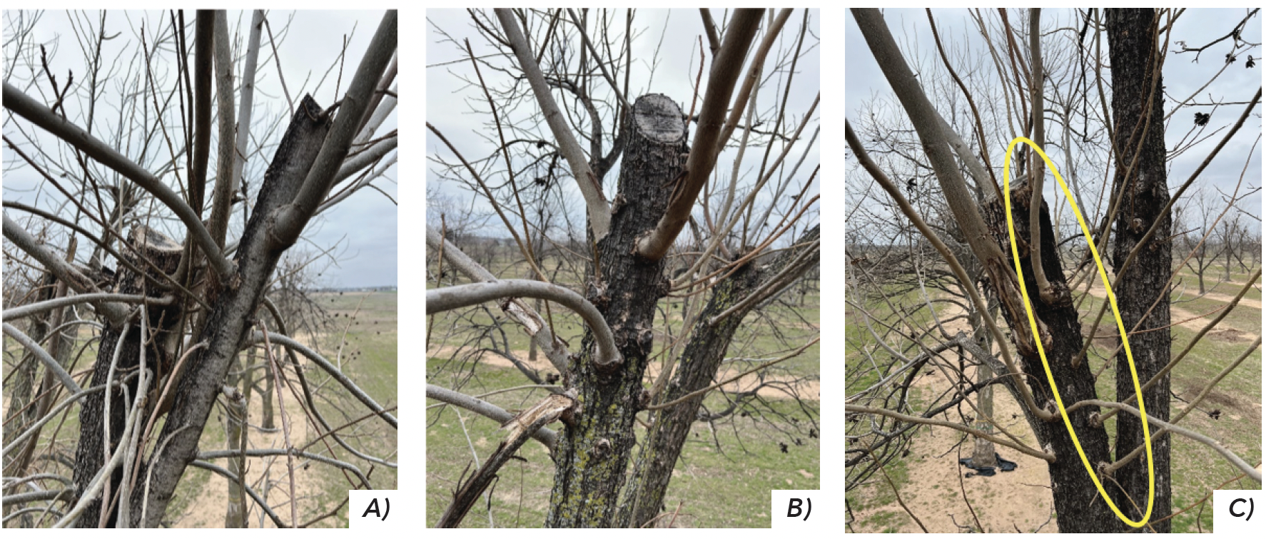 Three photos of a pruned pecan tree recovering after an ice storm.
