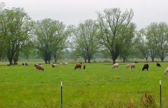 Cows graze on green grass in a large field and native pecan grove.