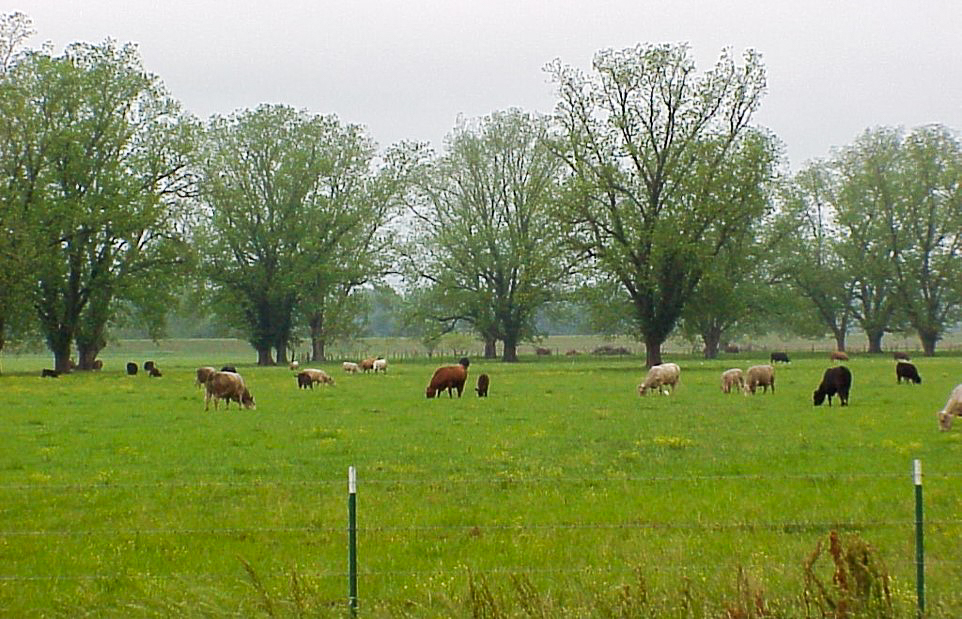 Cows graze on green grass in a large field and native pecan grove.
