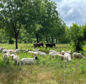 Sheep and horses graze on tall grasses in a native pecan grove.