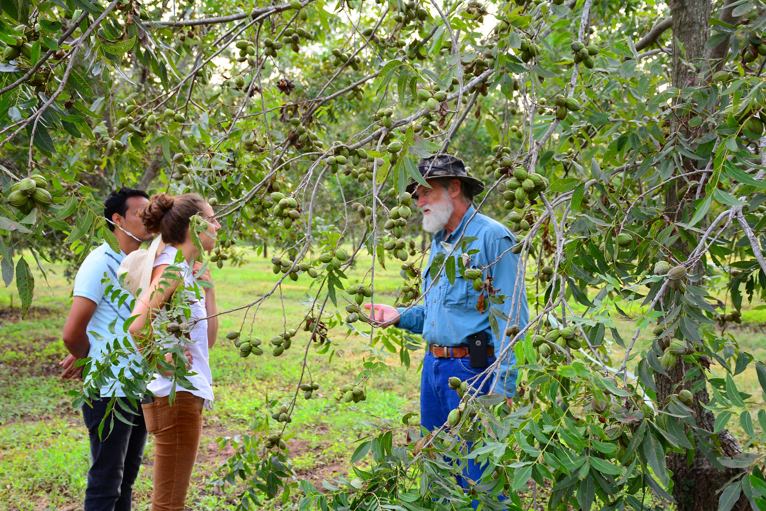 Three people stand amongst the branches of pecan trees in early spring.