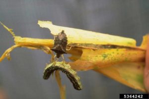 A stink bug hangs from a yellow leaf and grasps a larva in its pinchers and mouthparts.