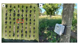 A map showing where the sensors were placed in the experimental orchard and what they looked like strapped to the tree.