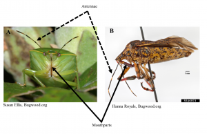 A diagram comparing the mouthparts of two different stink bugs. The mouthparts and antennae help growers determine beneficial stink bugs from potential pests.