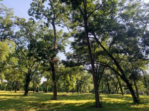 A native pecan grove near a river bottom in Central Texas.