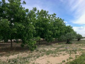 Rows of mature pecans trees grow next to olive trees in Spain as Europe increases its pecan production.