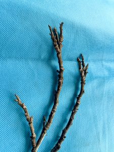 Three skinny branches from a pecan tree show buds that grew over top of each other all the way down to the very tips of the branches.