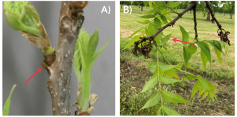 Two photos side by side show the before and after a freeze of secondary buds on a pecan tree.
