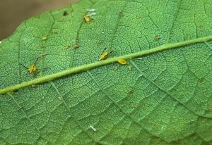 Blackmargined aphid adults and nymphs on the underside of green pecan leaf.