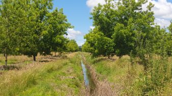 A narrow ditch runs between rows of mature pecan trees. The ditch is filled with water and guides it out of the orchard, which is prone to flooding.