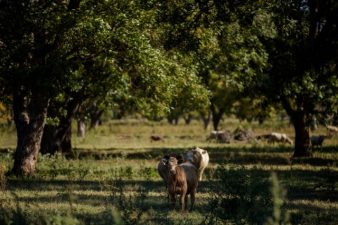 Cows wander and graze through a shaded pecan grove.