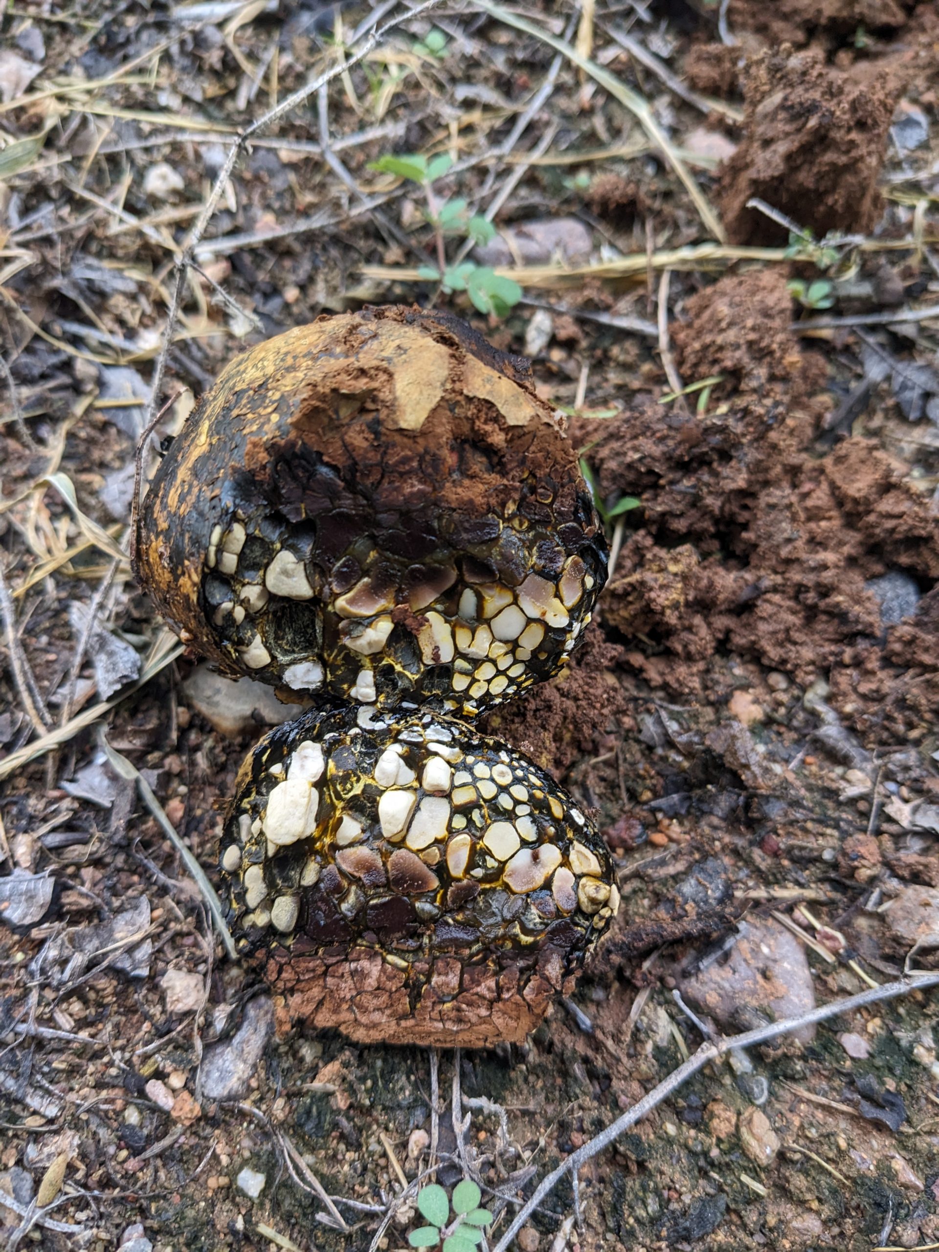 From Mushrooms to Microbes: How Fungi Fine-Tune Orchard Health