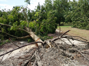 A pecan tree uprooted and laying flat on the ground after a hurricane.