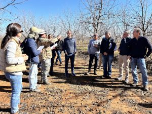 A crowd of men and women stand in a dormant pecan orchard with a sandy orchard floor in mid-July in South Africa.